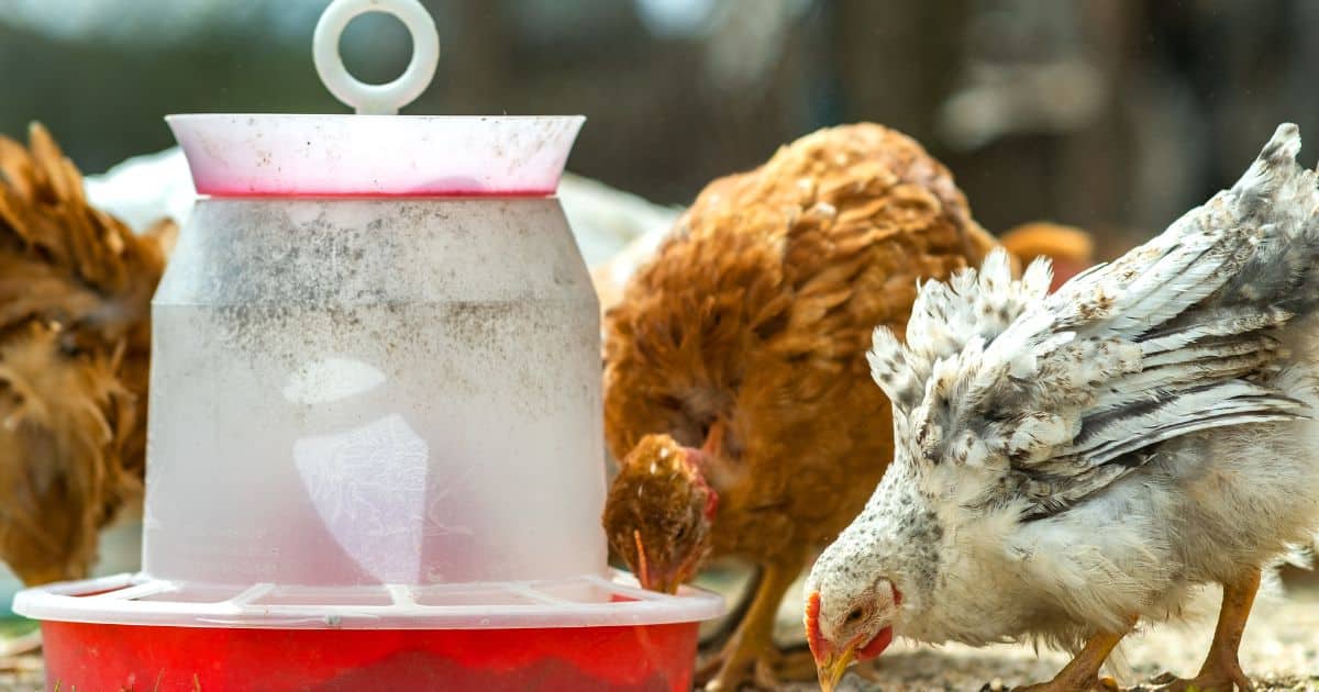 les poules mangent toute la journée
