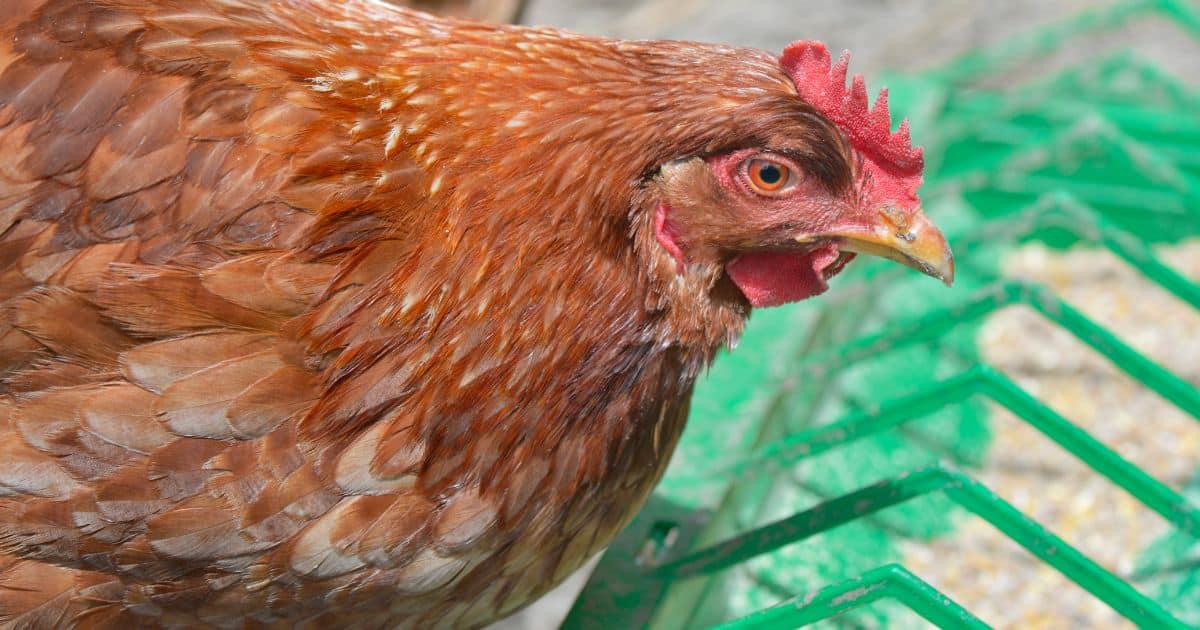 remplir la mangeoire le matin de la poule