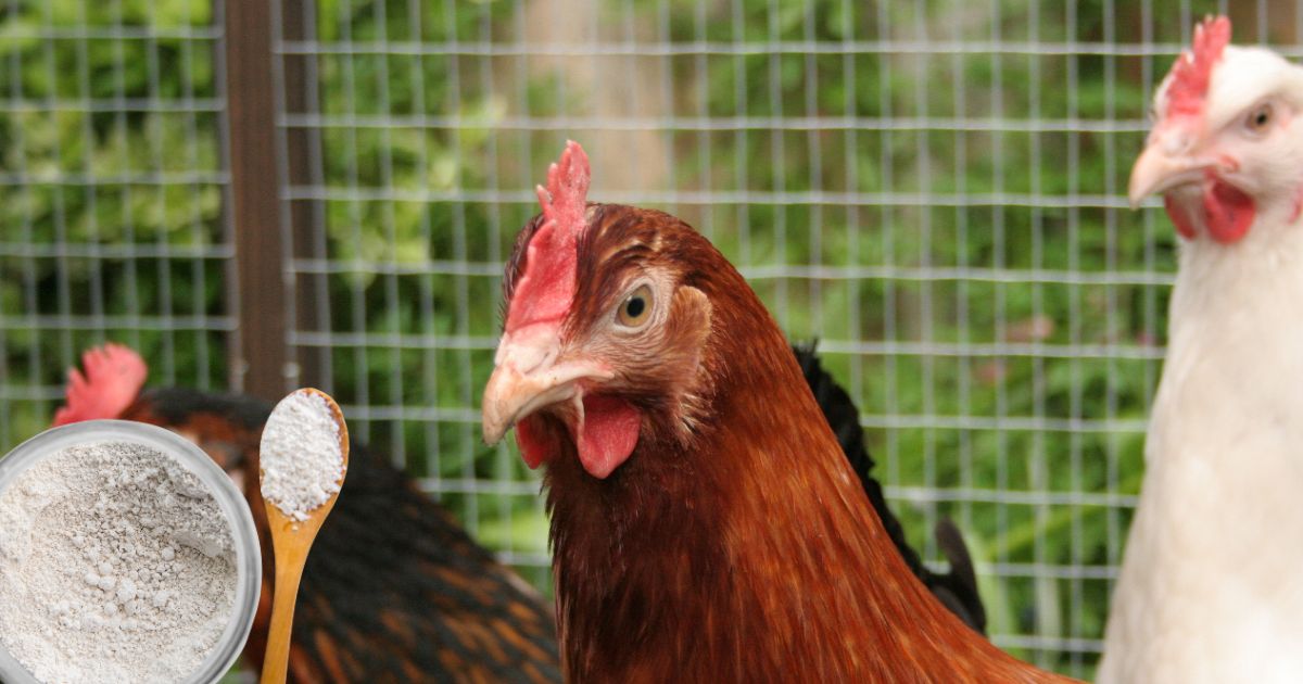 terre de diatomée pour les poules
